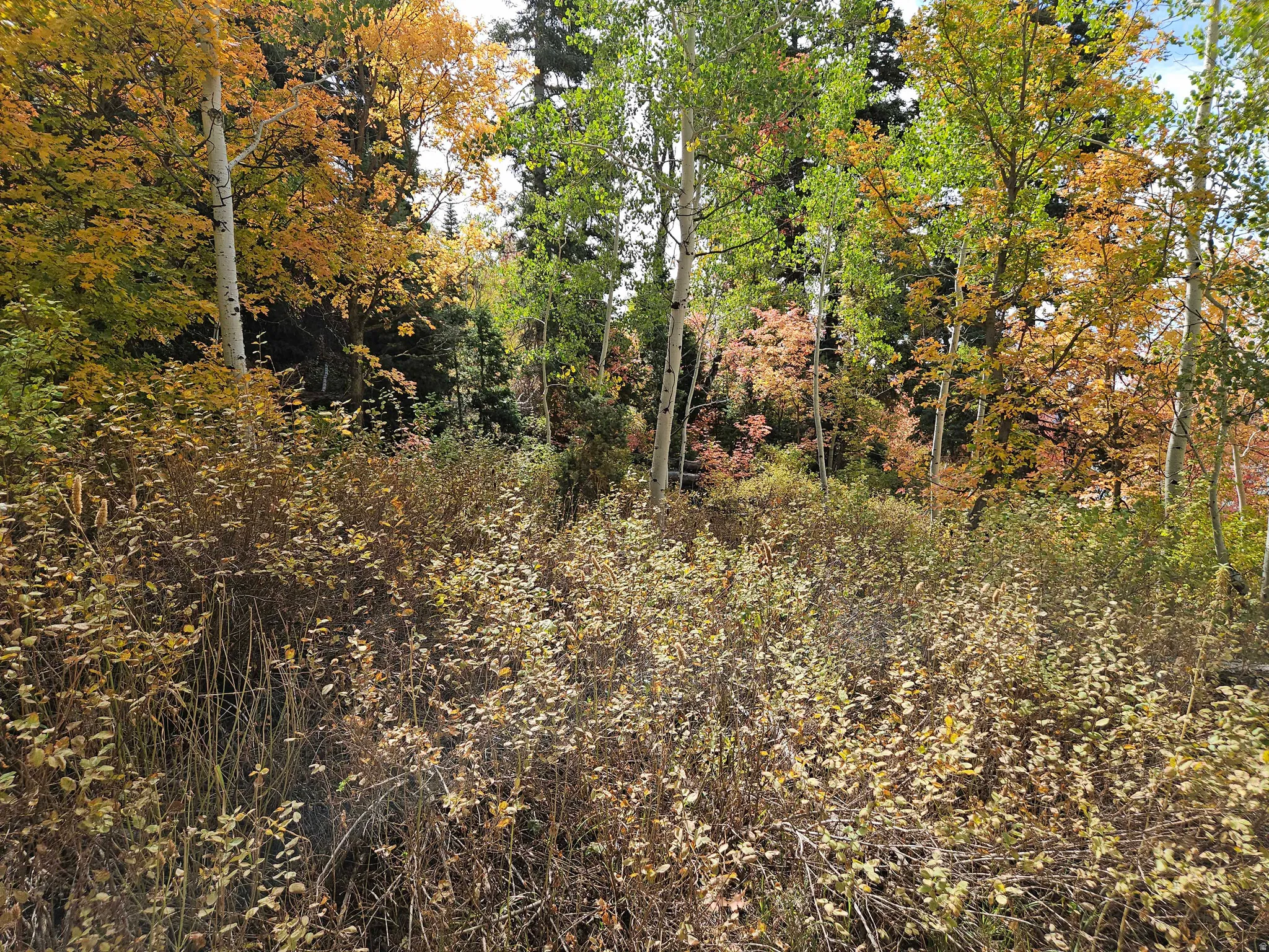 View of woods