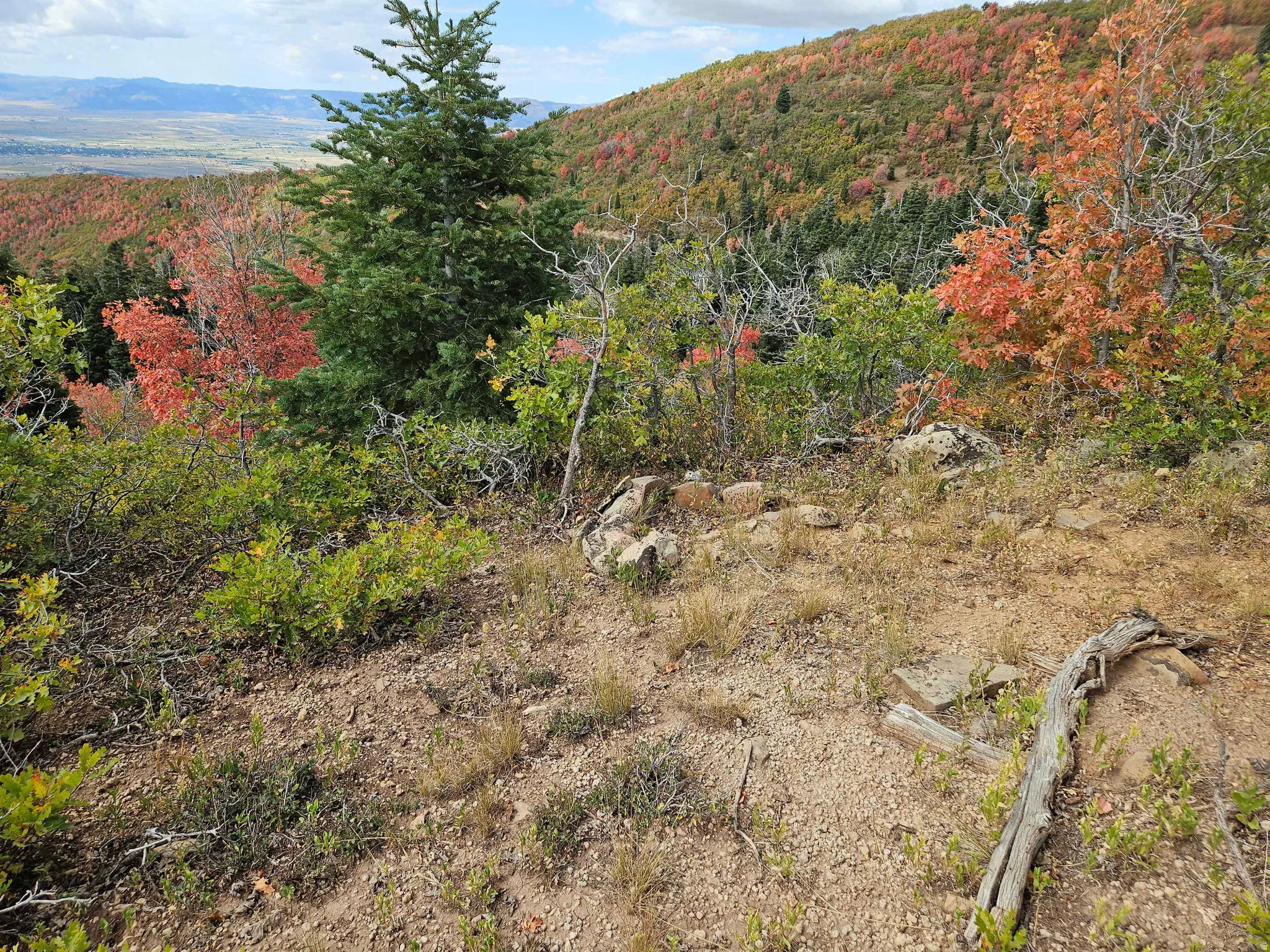View of mountain backdrop with a heavily wooded area