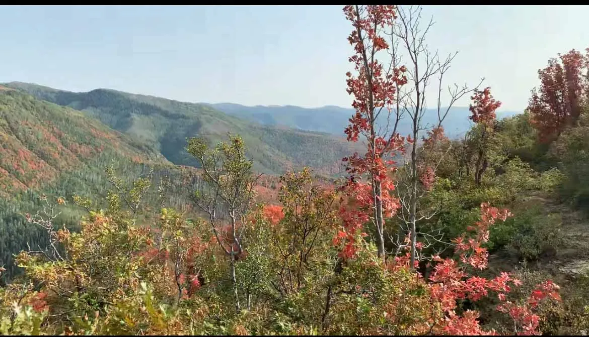 View of mountain background with a heavily wooded area