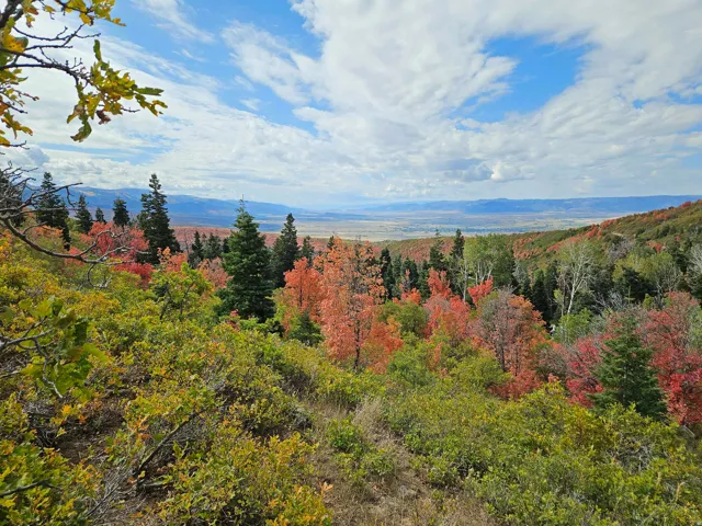 View of mountain backdrop featuring a forest