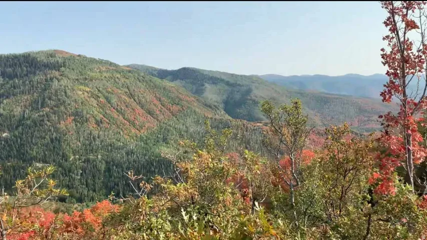 View of mountain background featuring a forest