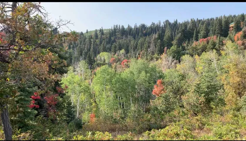 Drone / aerial view of a heavily wooded area