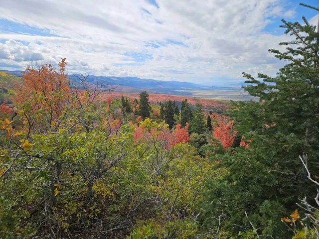 View of mountain backdrop featuring a heavily wooded area