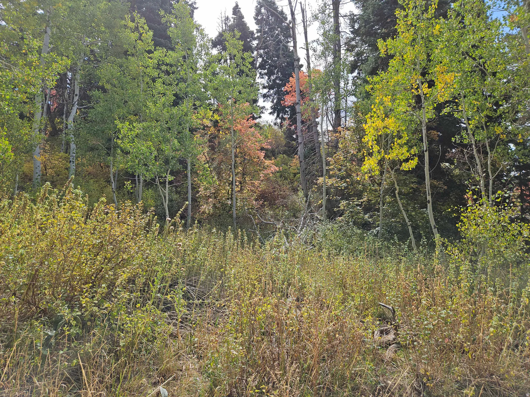 View of undeveloped land