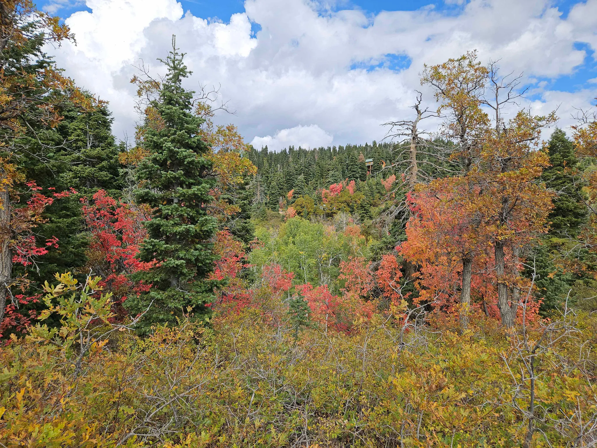 View of wooded area