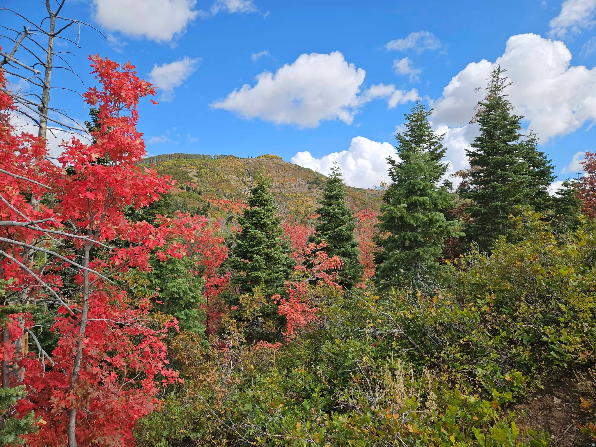 View of mountain backdrop with a heavily wooded area