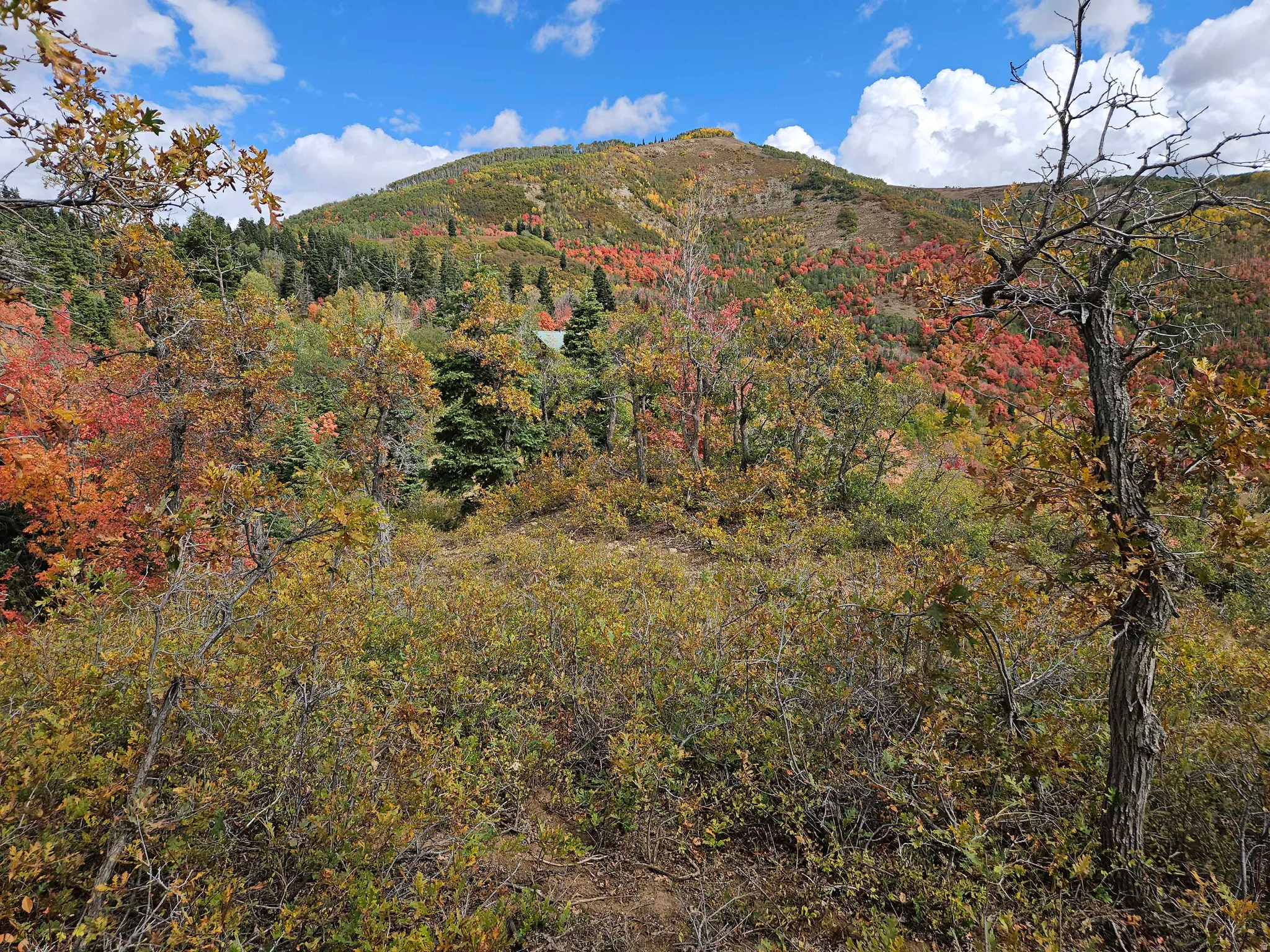 View of mountain background featuring a heavily wooded area