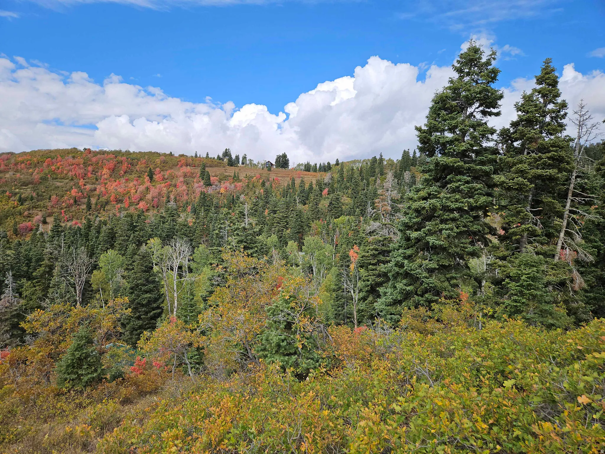 View of woods