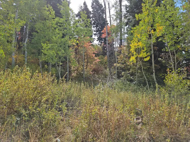 View of undeveloped land