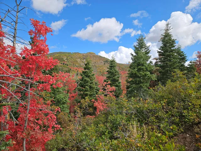 View of mountain backdrop with a heavily wooded area