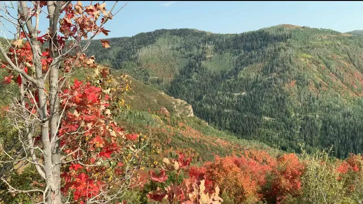 View of mountain background with a heavily wooded area