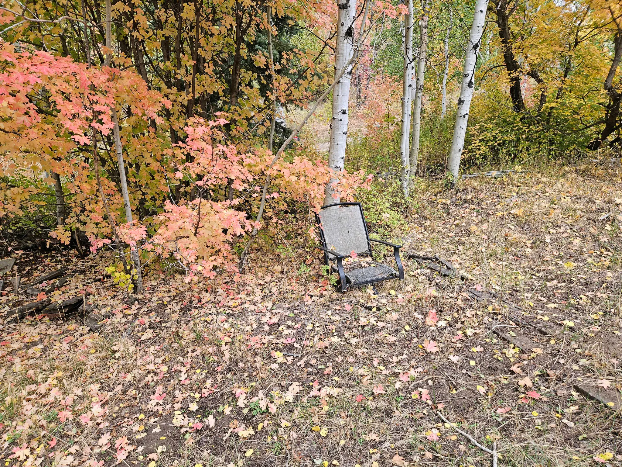 Exterior view of a forest