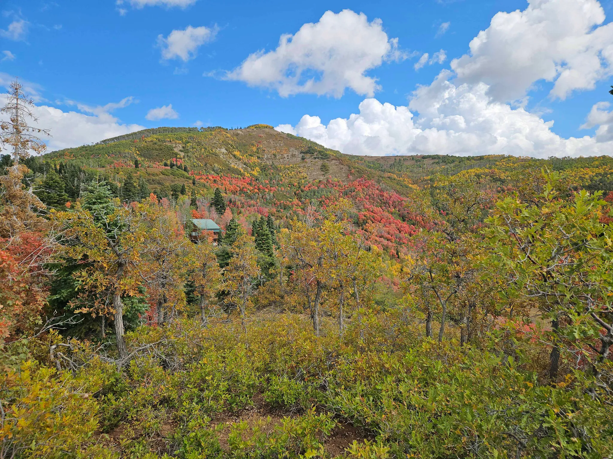 View of mountain backdrop featuring a heavily wooded area