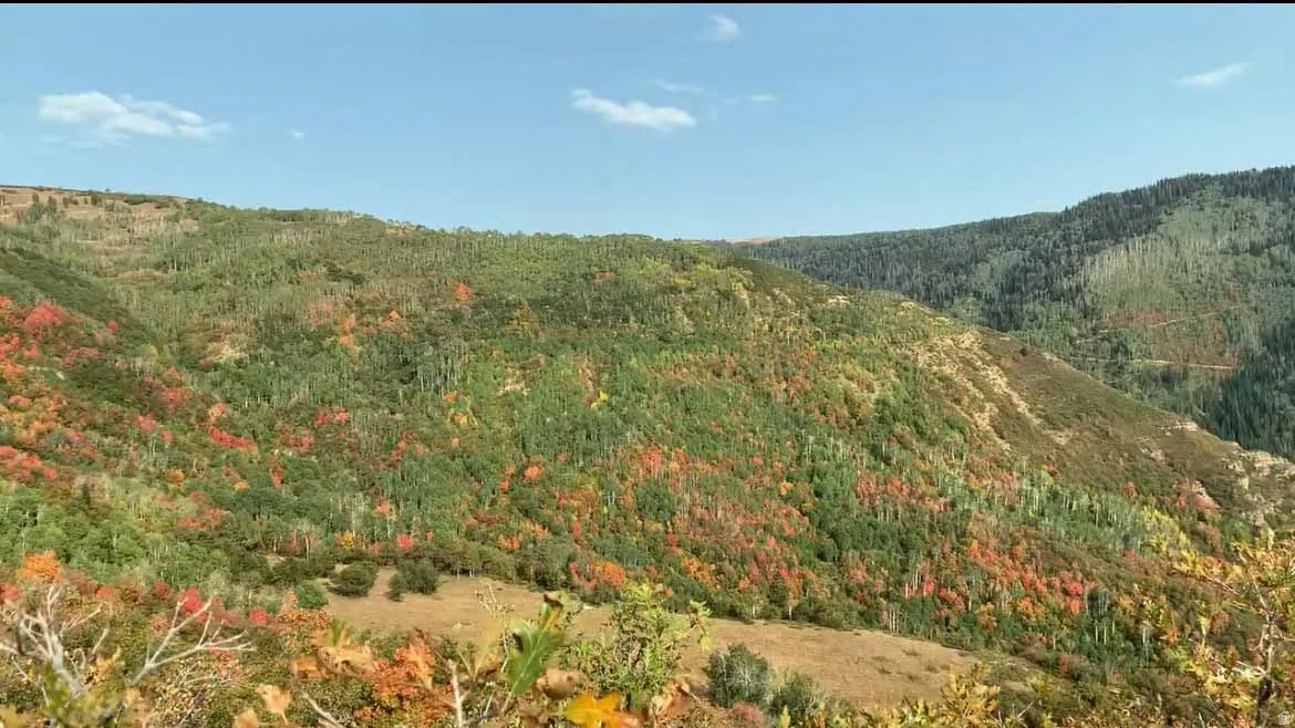Mountain view with a heavily wooded area