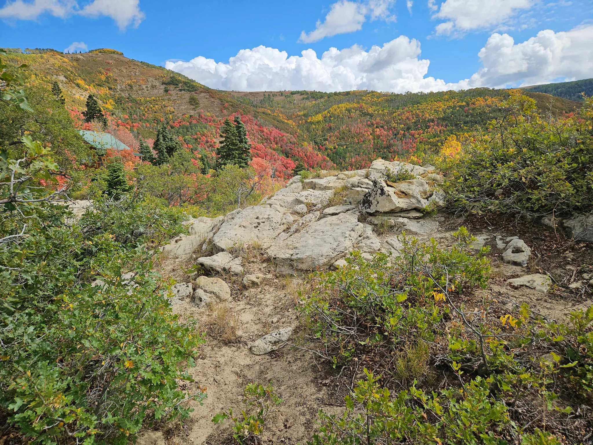 View of mountain background with a forest