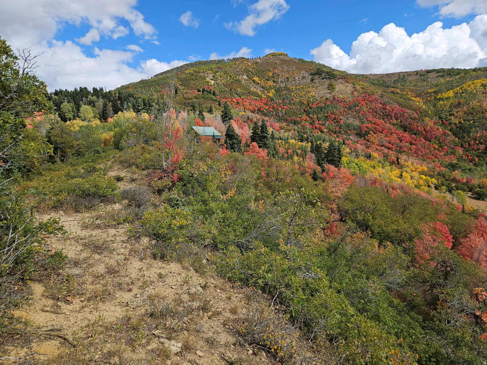 Mountain view featuring a forest