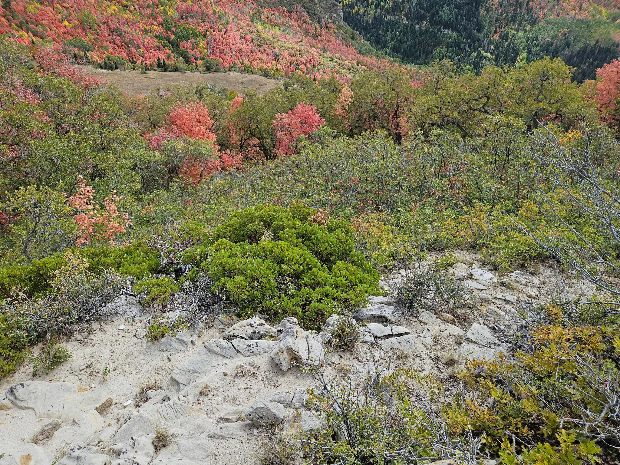 View of mountain backdrop featuring a forest