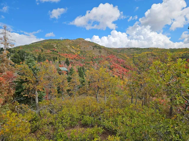 View of mountain backdrop featuring a heavily wooded area