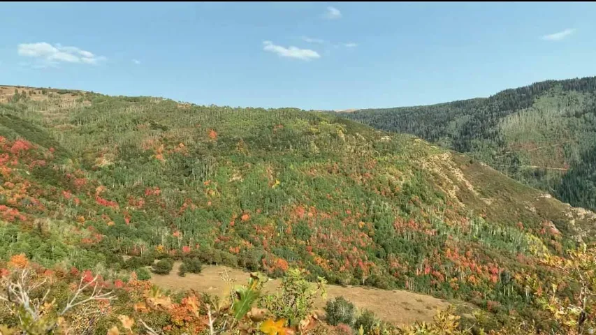 Mountain view with a heavily wooded area
