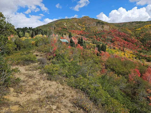 Mountain view featuring a forest