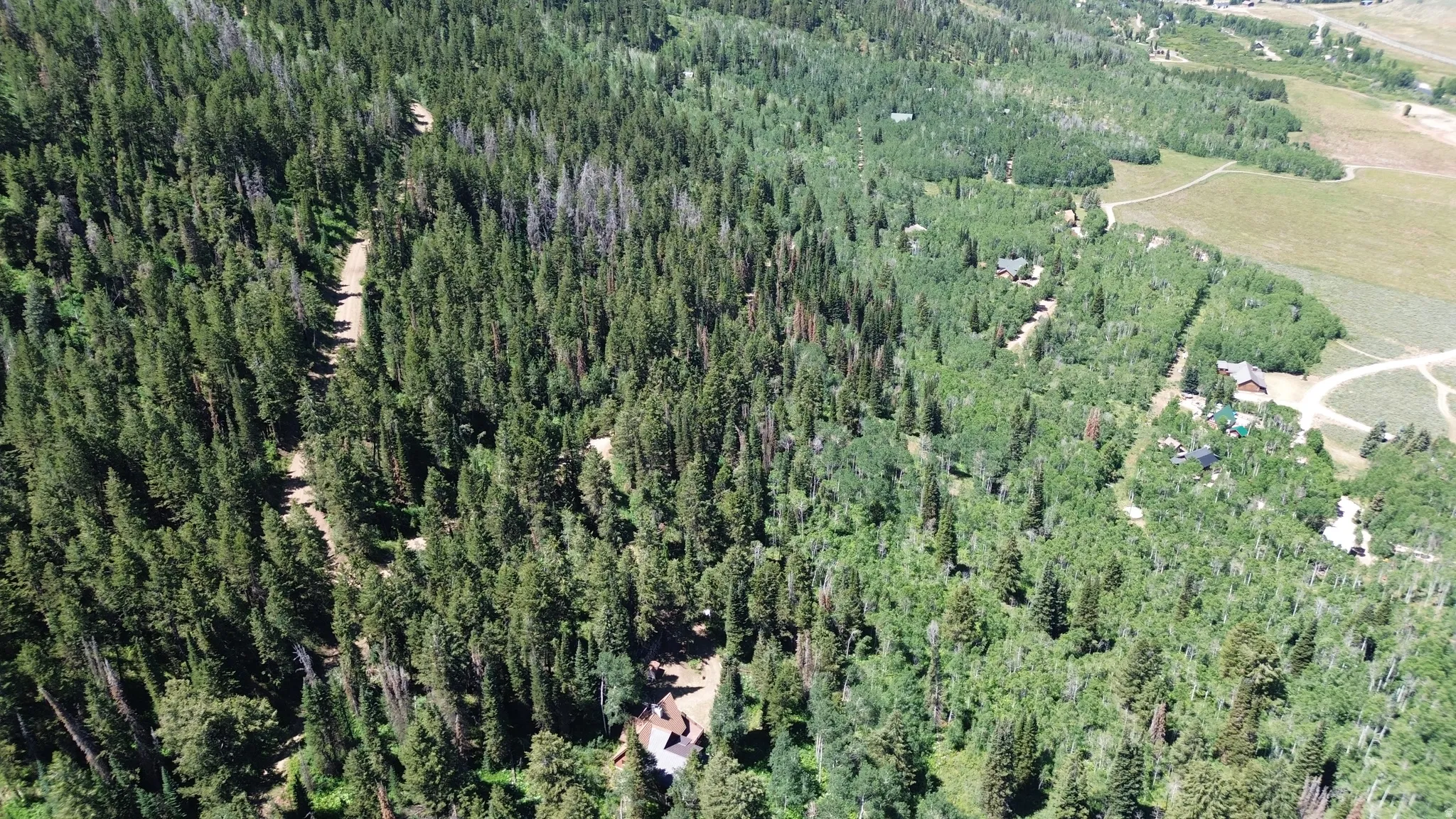 Drone / aerial view of a forest