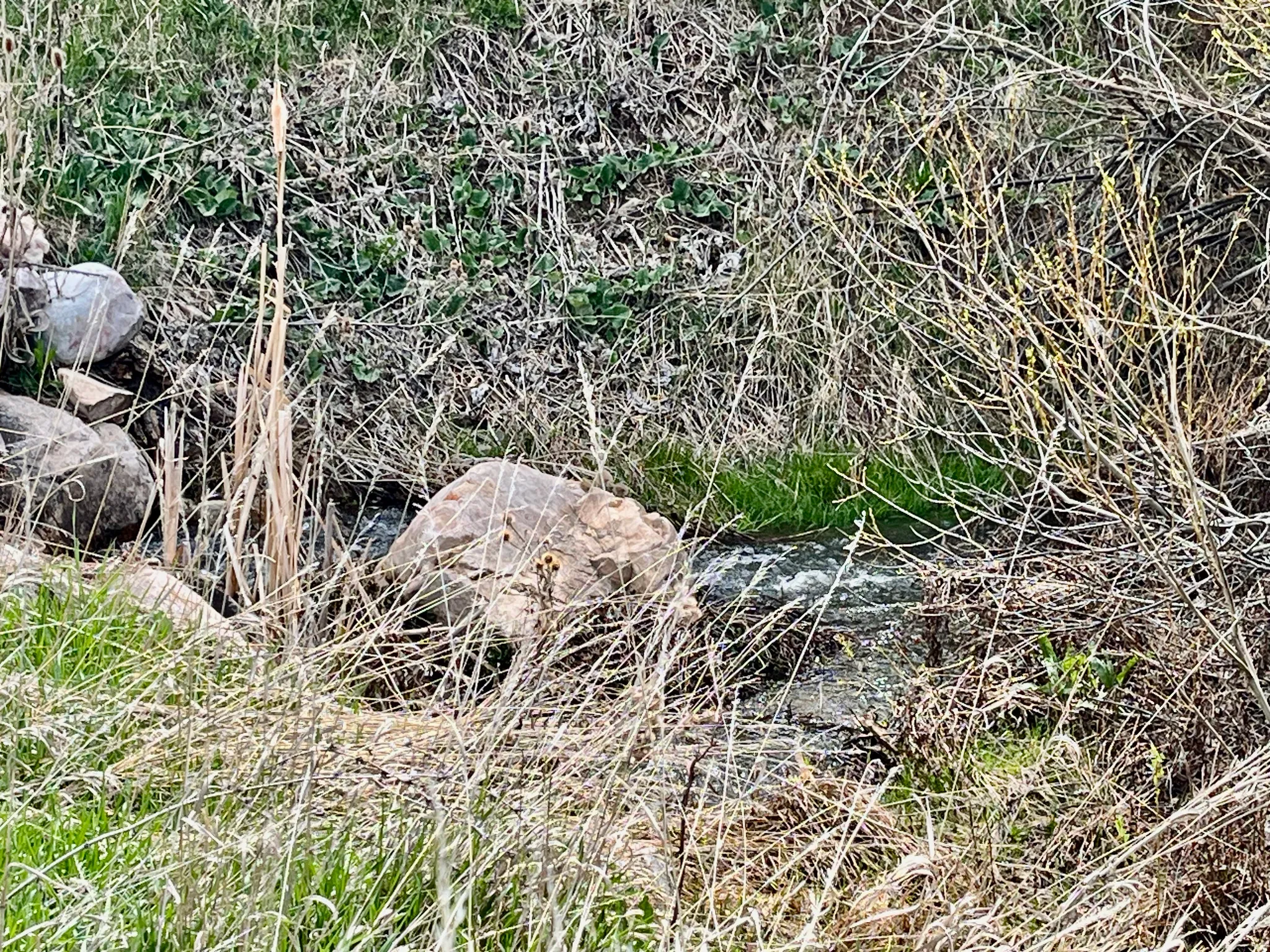 Wolf Creek runs thru the condo property