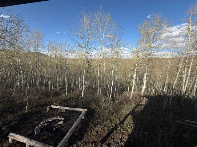 View of local wilderness
