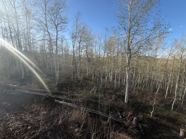 View of undeveloped land