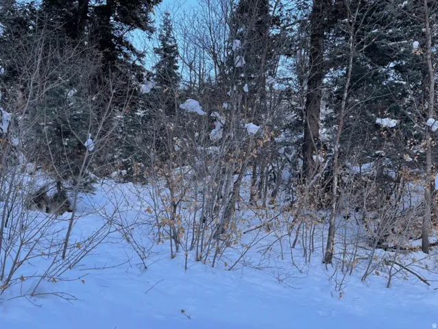 Snowy view