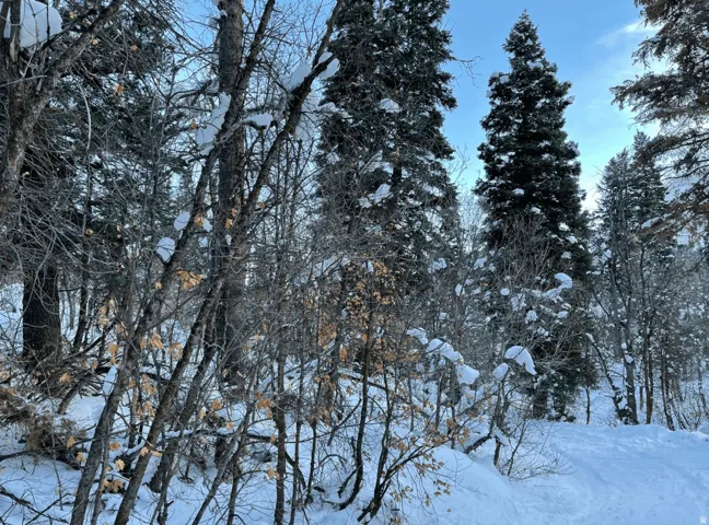 View of snow covered land