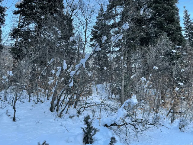 Snowy view