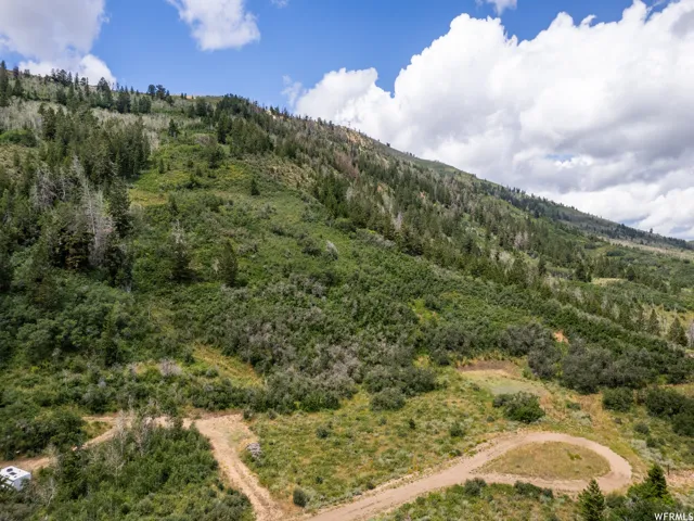 Aerial view of a forest