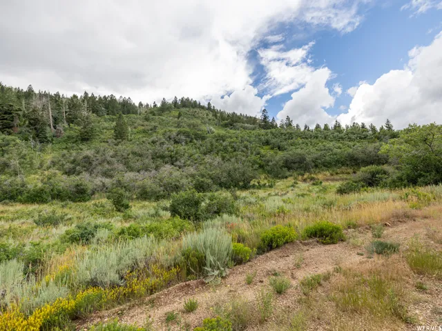 View of tree filled area