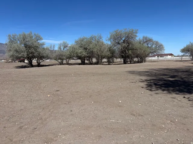 LOOK AT THESE AWESOME MATURE TREES!