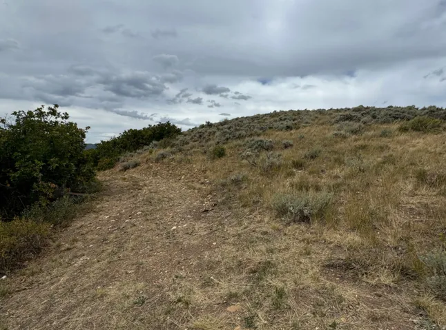 View of local wilderness