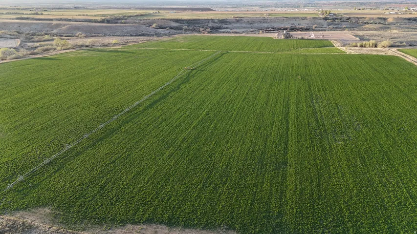 Overview of rural landscape featuring rows of crops