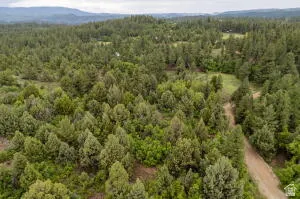 Aerial view of a heavily wooded area