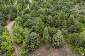Bird's eye view of a forest