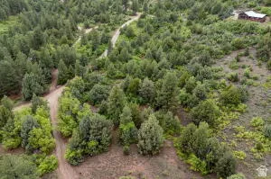 Drone / aerial view of a forest