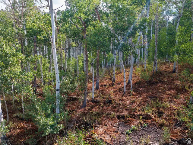 View of tree filled area