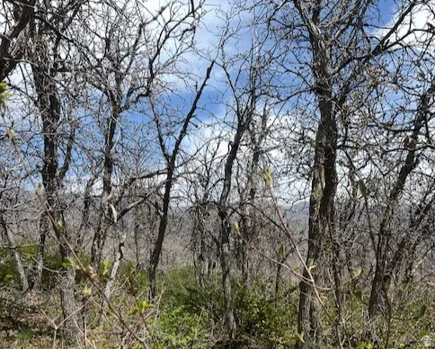 View of undeveloped land