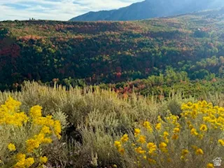 Mountain view featuring a heavily wooded area