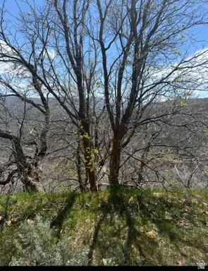 View of nature