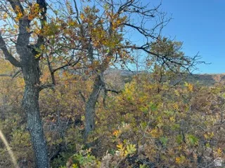View of local wilderness