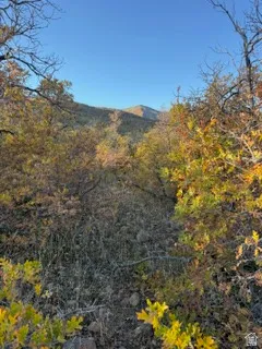 Mountain view featuring a forest