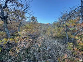 View of wooded area