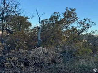 View of woods