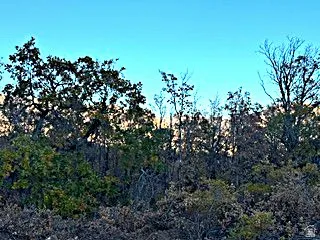View of nature