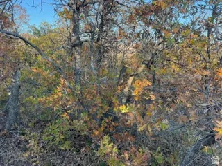 View of woods