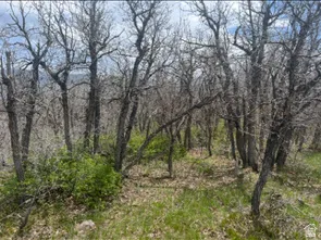 View of tree filled area